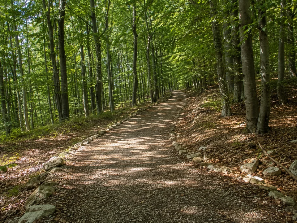 Dornholzhäuser Wald: Ansteigender breiter Weg durch Buchenwald mit hellen Quarzitsteinen am Wegrand