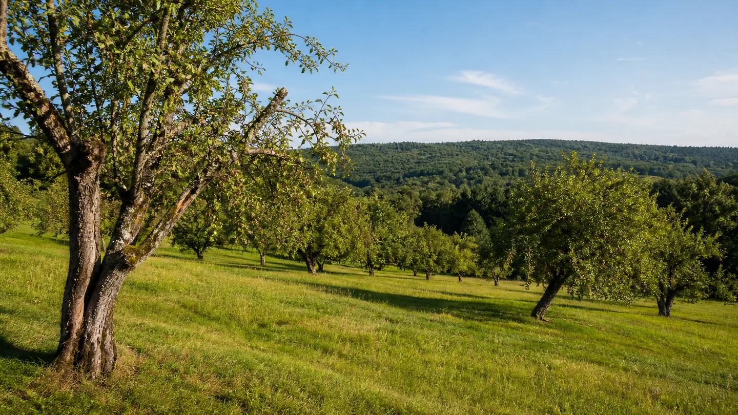 Bad Homburg vor der Höhe: Kurpark: Kirdorfer Obstwiesen: Grüne sanft gewellte Wiese mit alten knorrigen Apfelbäumen und niedrigem Taunuswald am Horizont
