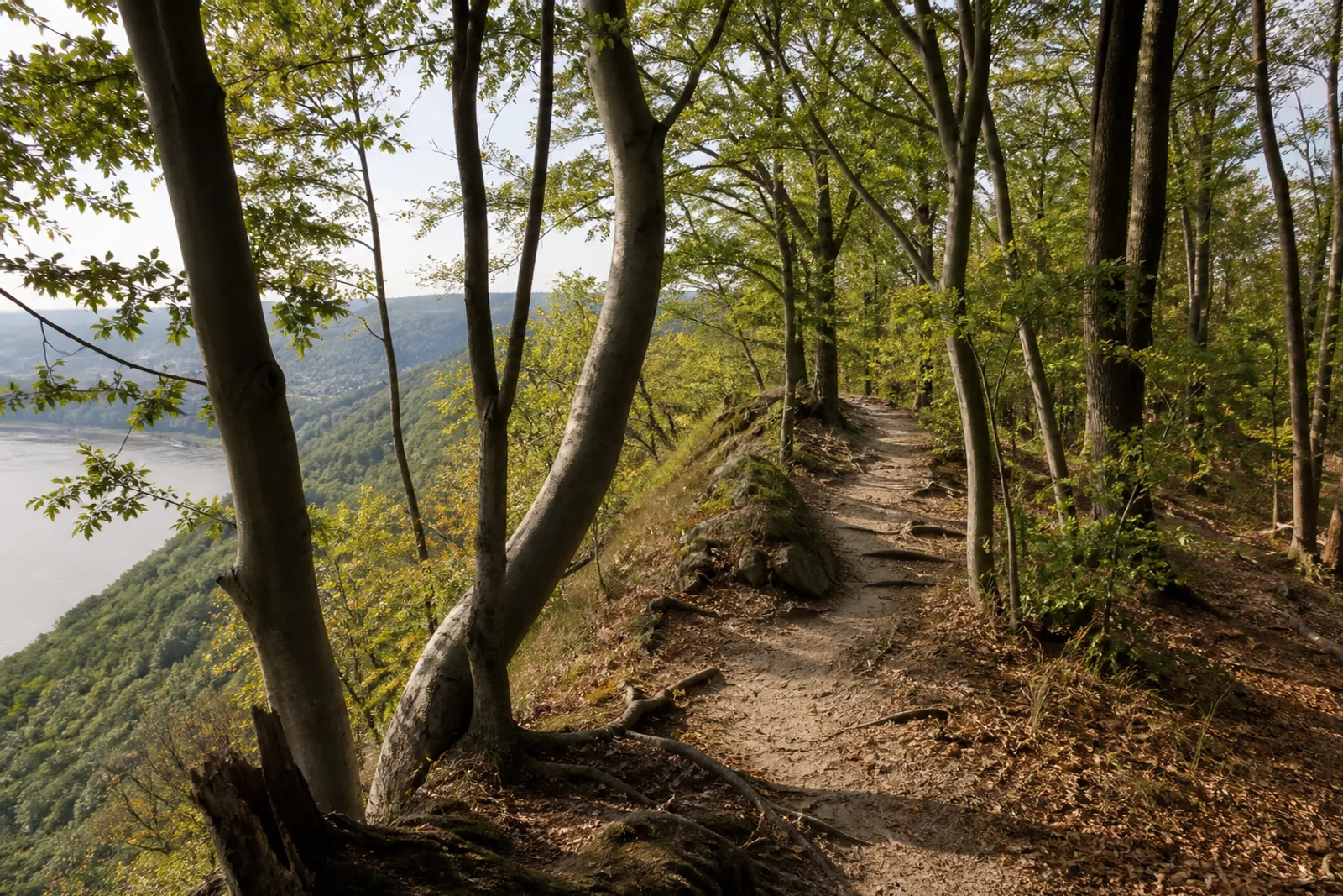 Schmaler Buchenwaldpfad über die Breiberge oberhalb von Bad Honnef