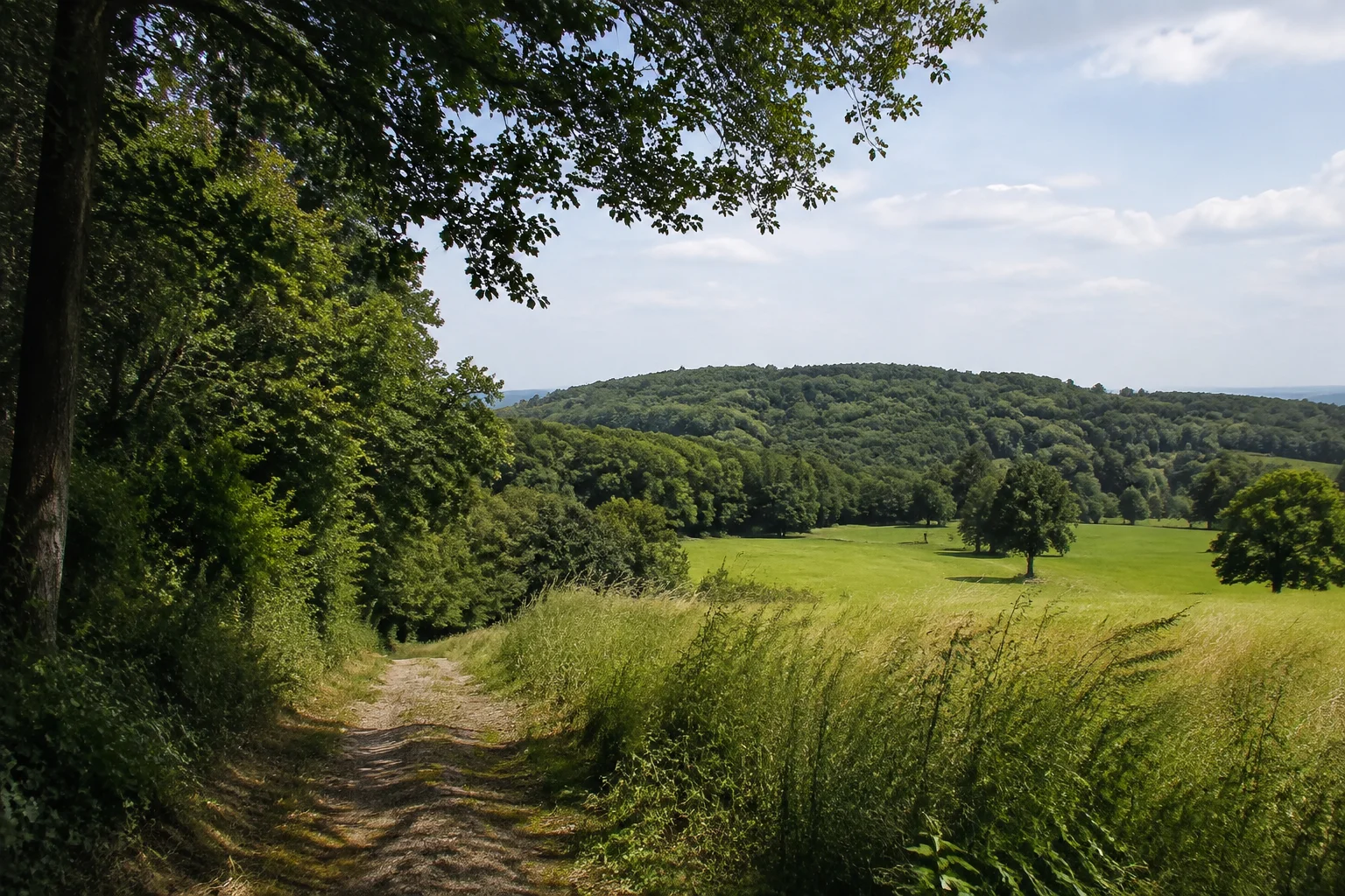 Niedrige bewaldete Kämme um den Dörenberg vom Waldrand aus