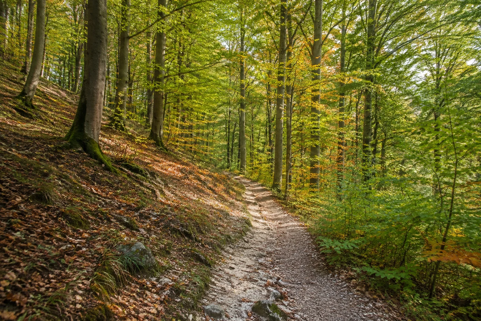 Bad Iburg: Bad Iburg Freeden: Buchenwald am Freeden mit Frühherbstlaub und kalkigem Pfad