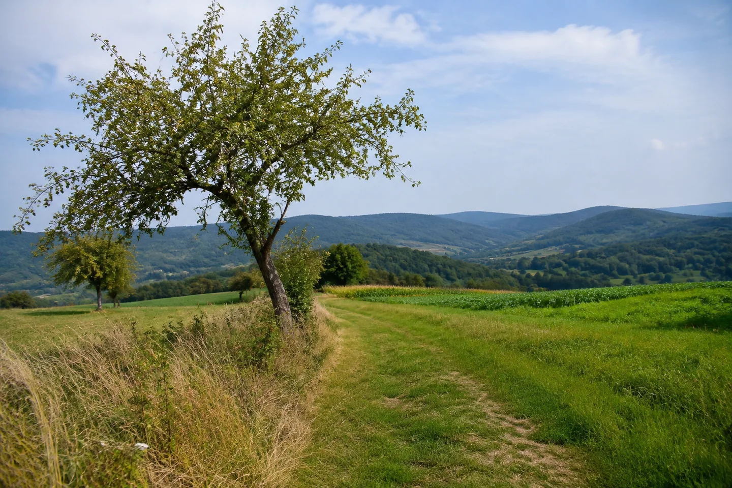 Offene Feld- und Wiesenlandschaft bei Momart oberhalb des Mümlingtals, Obstbaum am Weg, gestaffelte niedrige Waldkämme.