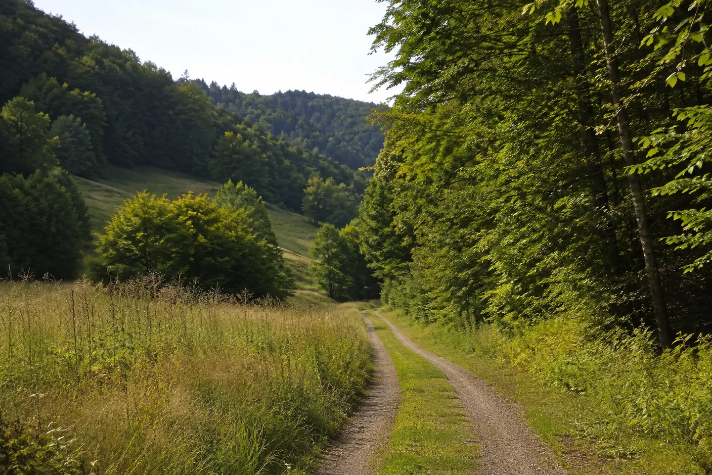 Ruhiges schmales Wiesental bei Kimbach mit Buchenmischwald beiderseits, schmalem Feldweg und sommerlicher Vegetation.