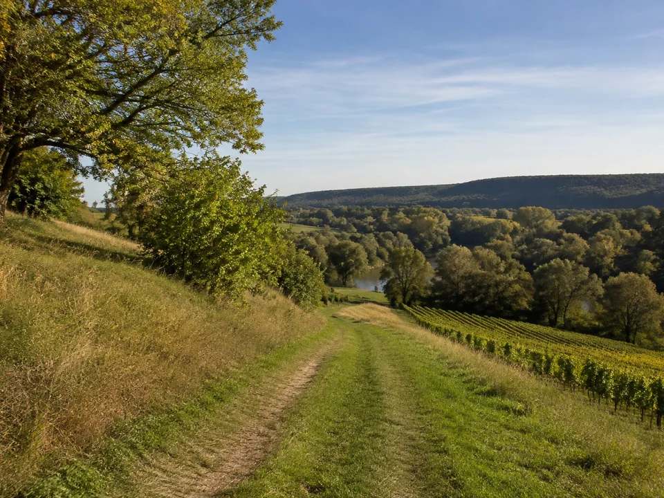 Tal bei Schulpforte: Feldweg zwischen Wiesen und Weinberghang, alte Laubgehölze und sanftes Saaletal
