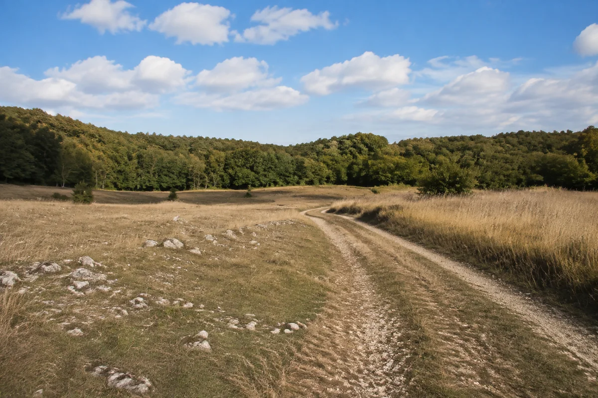 Südharzer Feldweg zwischen trockenen Wiesen und kleinen hellen Kalksteinen, flache Senken und Laubwaldinseln