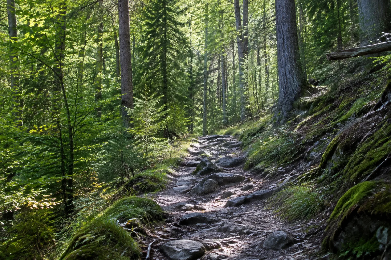 Steinbach: schmaler Waldpfad an felsigem Rennsteigaufstieg