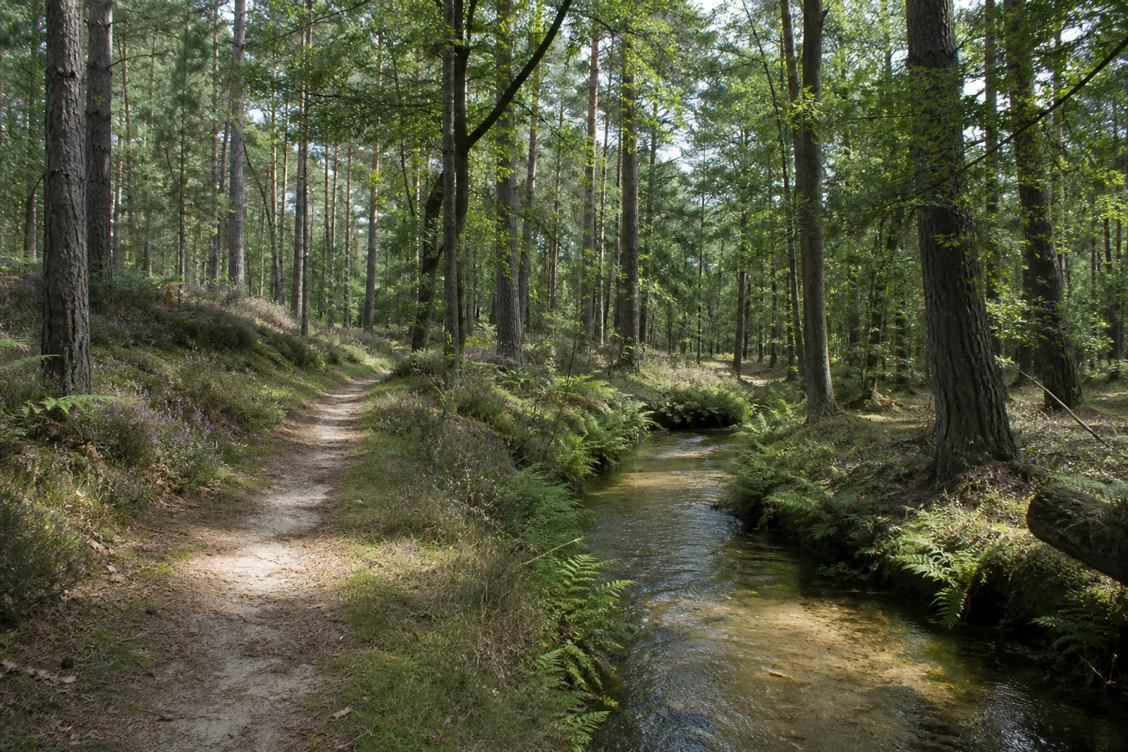 Sandiger Waldweg an der Steinbeke