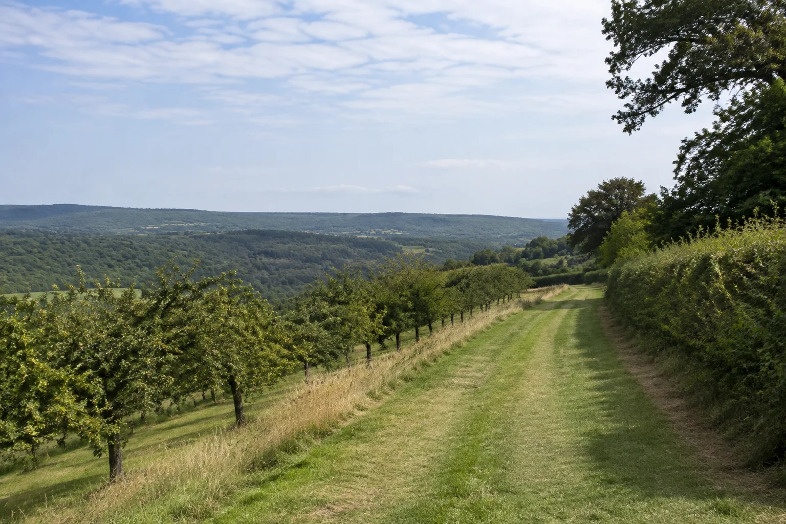 Löffelstelzer Höhe: breiter Wiesenweg mit Obstbäumen und Hecken, weiter Blick über flache bewaldete Hügelzüge.