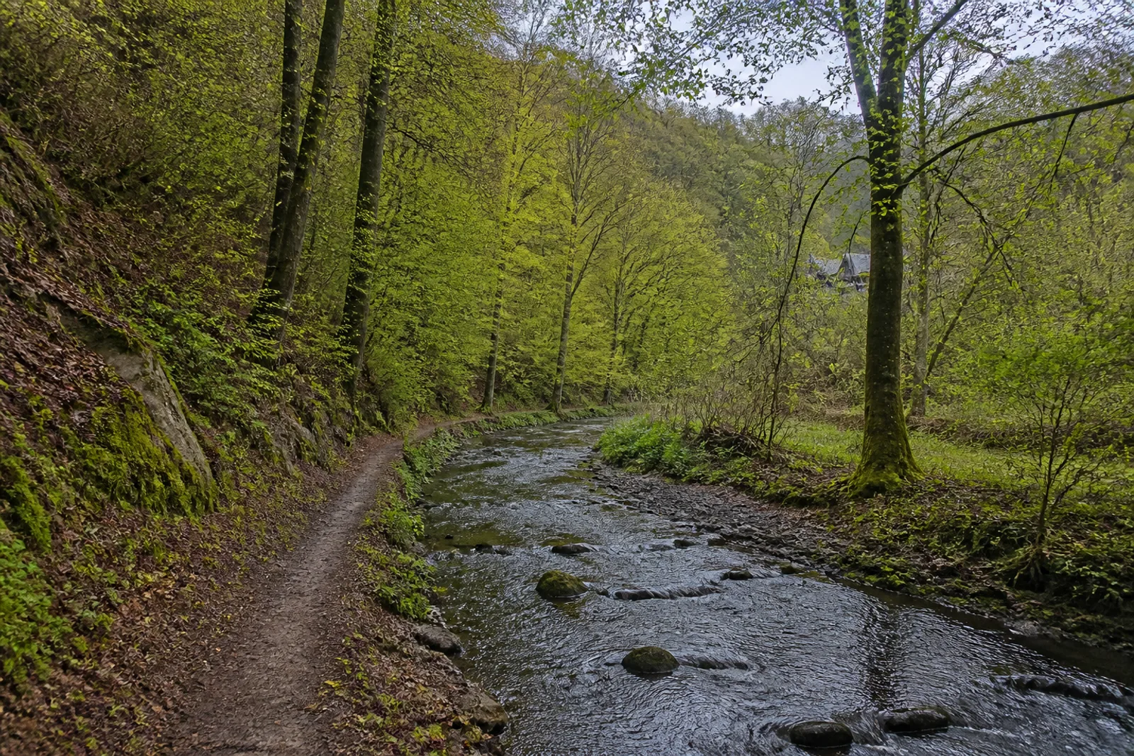 Waldweg entlang der jungen Erft bei Bad Münstereifel