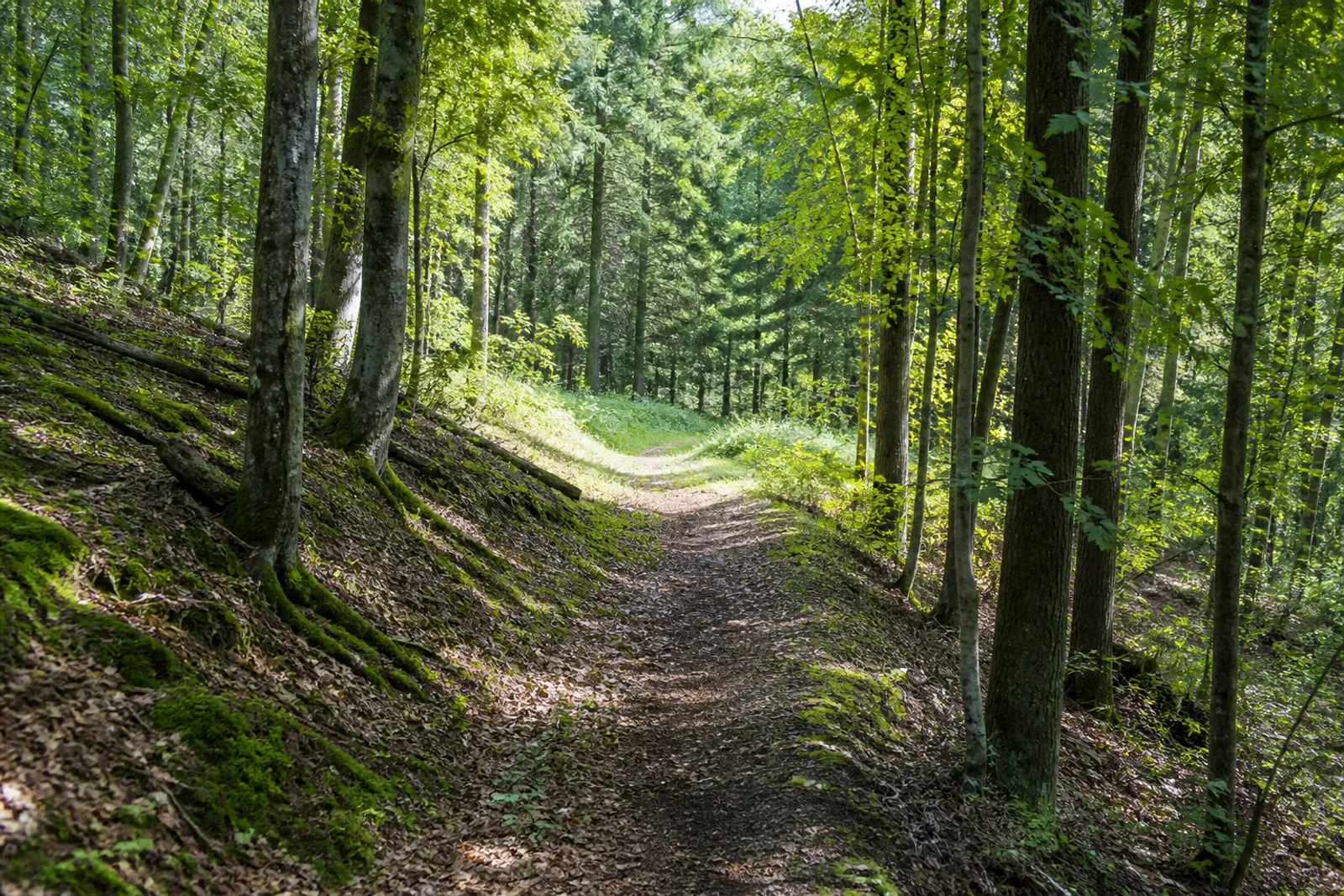 Schmaler Waldpfad im Stadtwald von Bad Münstereifel