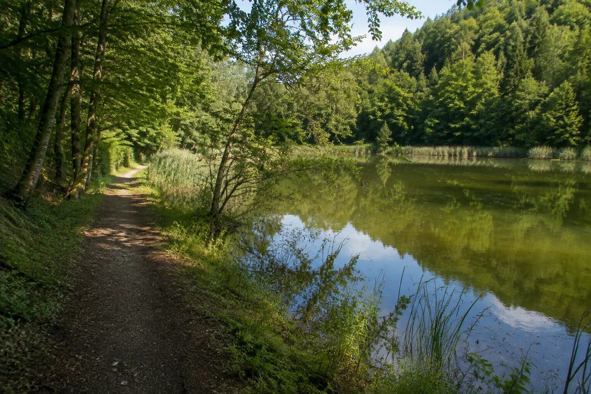 Kleiner ruhiger Karstvorlandteich bei Neuhof, Röhricht und Laubwald, flacher Uferweg ohne Steg