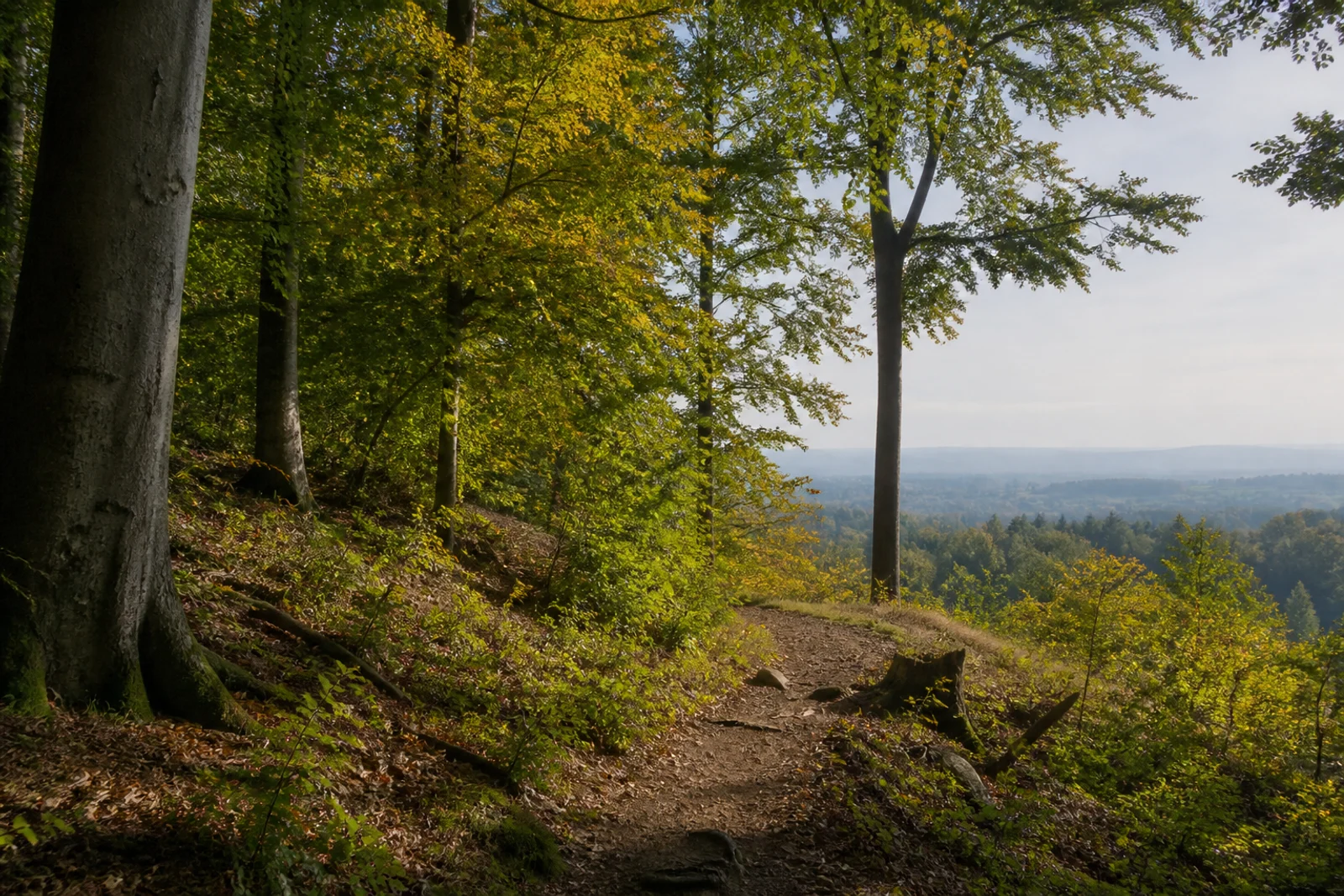 Bad Salzuflen: Waldweg am Obernberg mit Aussicht über das Lipper Bergland