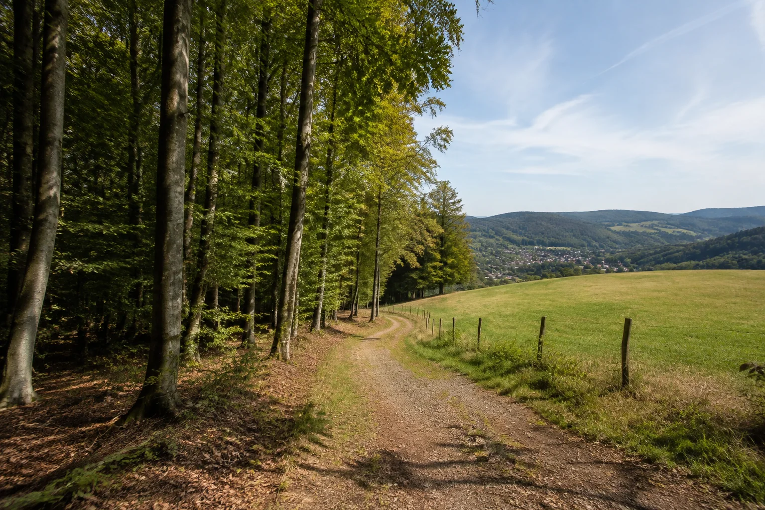 Alsberger Höhe: Weg zwischen hohen Buchen und einer offenen Dorfwiese auf einem sanften Höhenrücken.