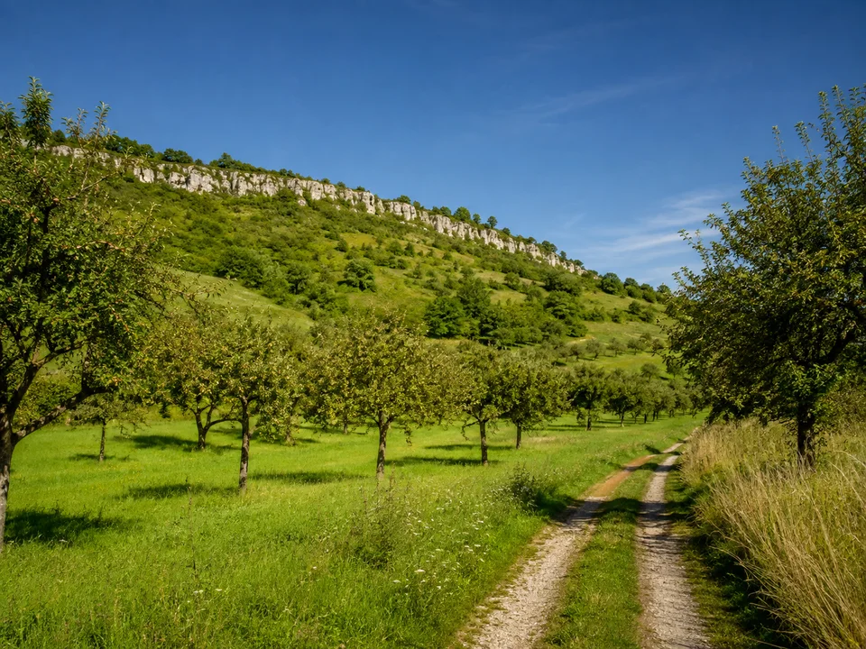 Hangwiesen bei Romansthal: Obstwiesen und Feldweg bei Romansthal am Fuß des Staffelbergs, niedrige weiße Jurakalkkante über grünem Hang