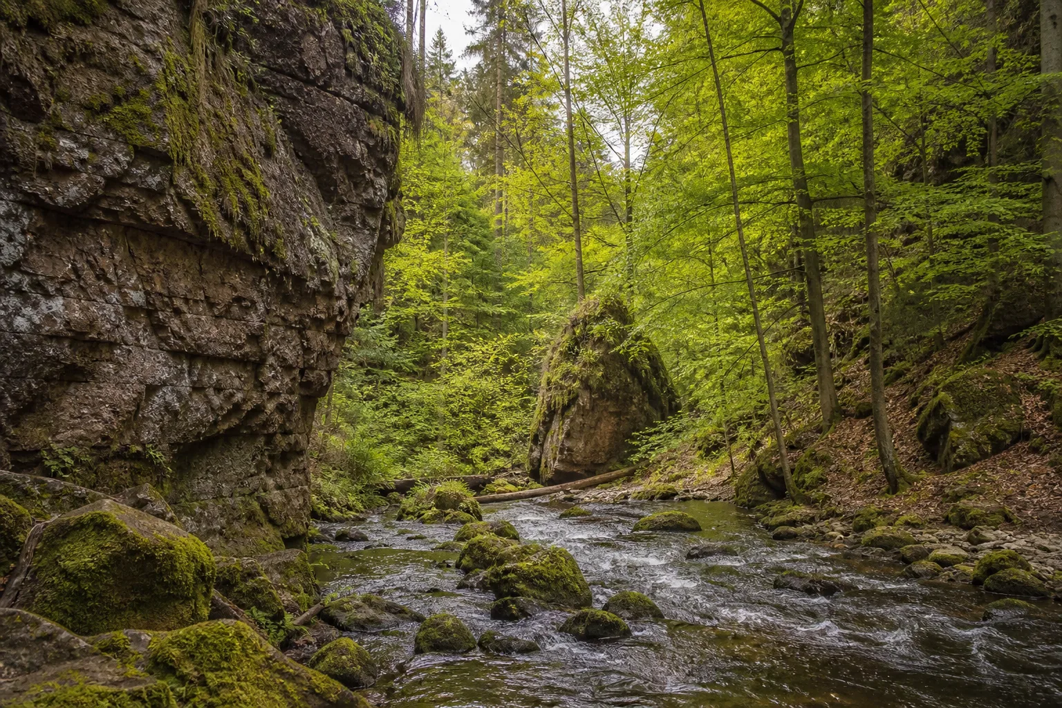 Bad Tabarz: Bad Tabarz: bewaldeter Lauchagrund mit Bach und markanten Porphyrfelsen