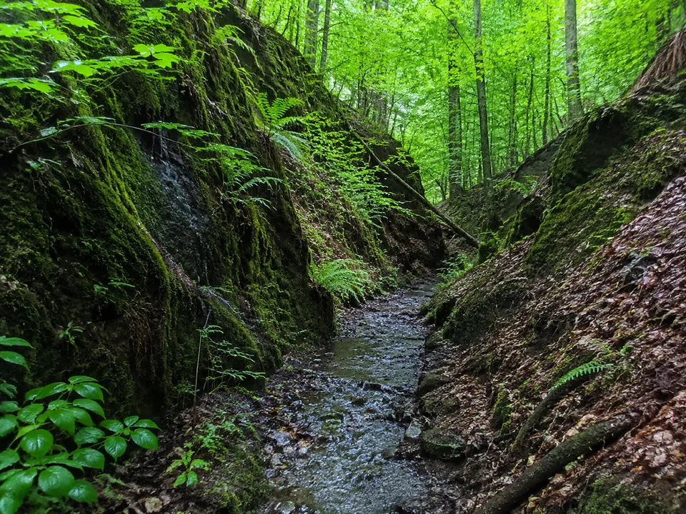 Helenental: schmaler Bachweg zwischen Laubwaldhängen