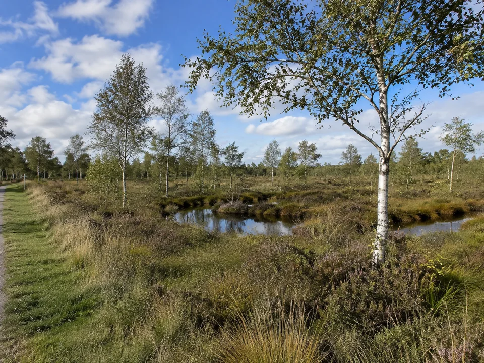 Kayhauser Moorlandschaft: Birken und Heide am flachen nassen Moorrand, kleine dunkle Wasserflächen, befestigter Randweg, keine freie Moorquerung