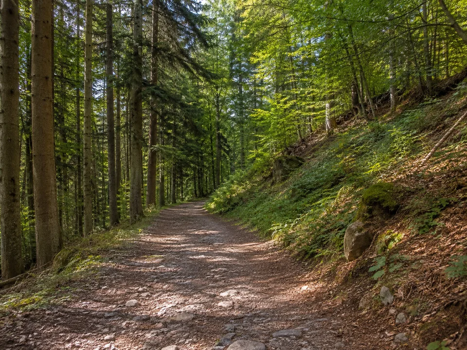 Wald bei Sehringen: Breiter ruhiger Waldweg über steinigem Boden am Fuß des Blauen mit Buchen und Tannen