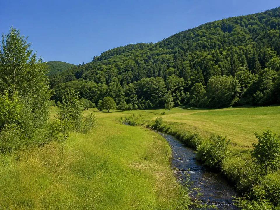 Klemmbachtal bei Schweighof: Schmaler Bach durch grüne Talwiesen unter dichter bewaldeten rundlichen Schwarzwaldhängen