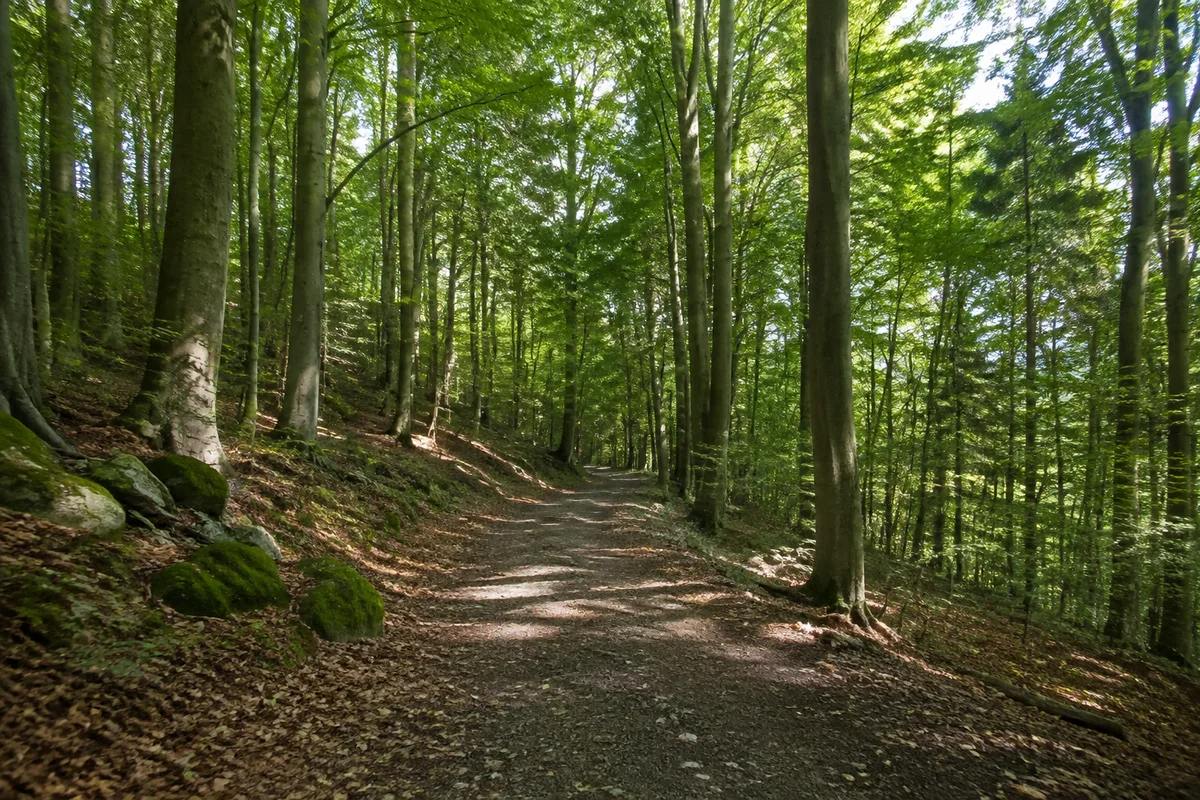 Schattiger breiter Weg in Buchenmischwald oberhalb Ballenstedts mit kleinen moosigen Steinen, keine Burg
