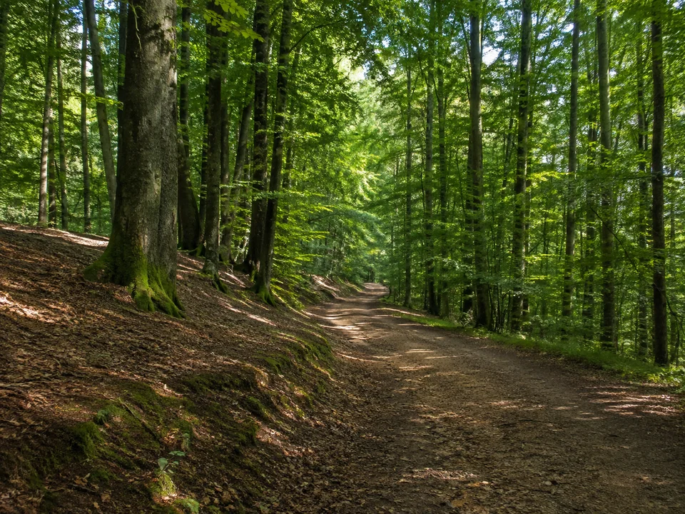 Bruderwald bei Bug: Breiter schattiger Buchen- und Eichenwaldweg im Bamberger Bruderwald mit leicht welligem Boden