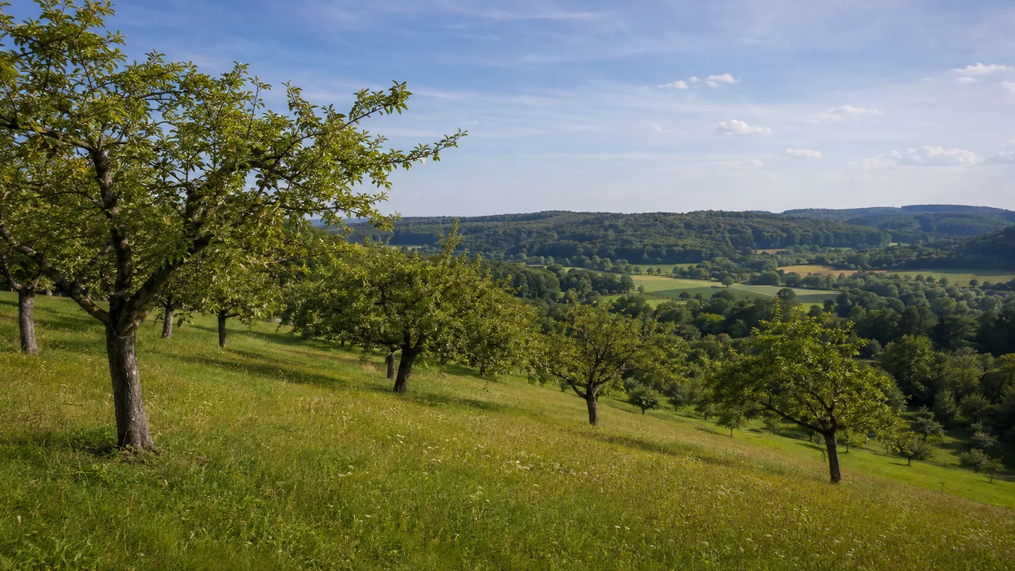 Bamberg: Michelsberg Bushaltestelle: Obstwiesen am Michelsberg: Hangwiese mit alten Obstbäumen am Bamberger Michelsberg, Blick auf niedrige fränkische Waldhöhen ohne erfundene Stadtsilhouette