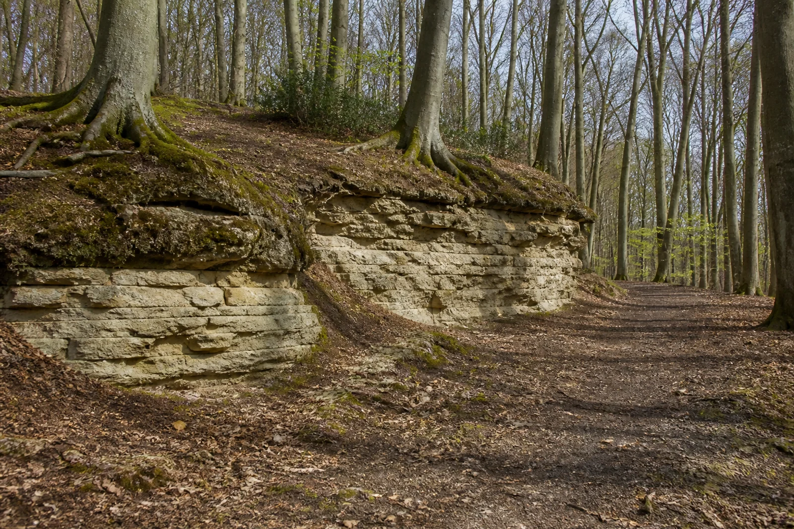 Heller Baumberger Sandstein an Wald und Steinbruch