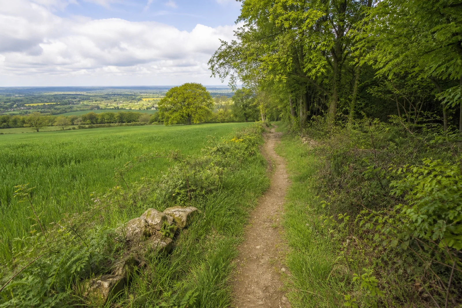 Sanfte Wiesen und Buchenwald am Ludgerusweg