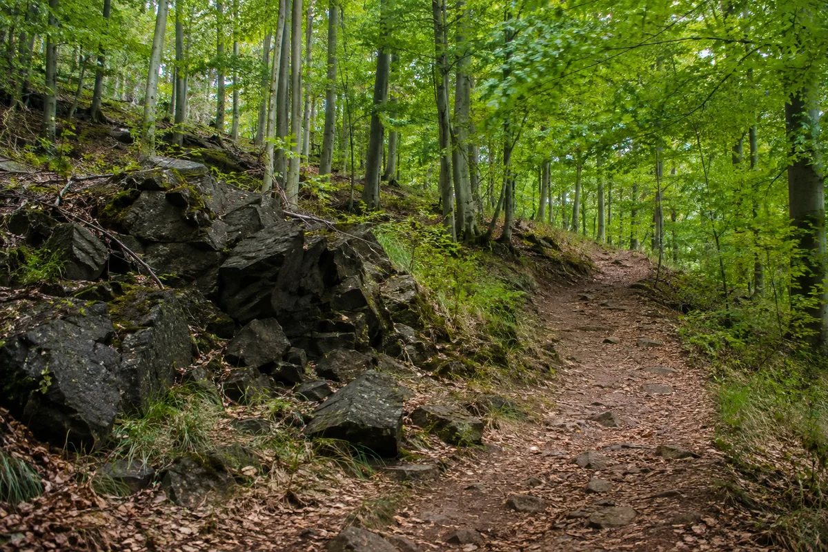 Großenritte: ansteigender Waldweg in den Langenbergen mit dunklen Steinen und Buchen