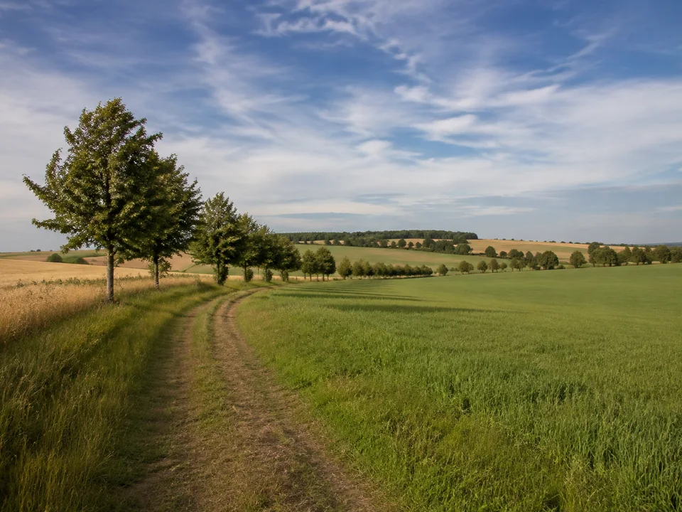 Schmochtitzer Feldflur: sanfte offene Felder mit Baumreihen und schmalem Feldweg unter weitem Himmel