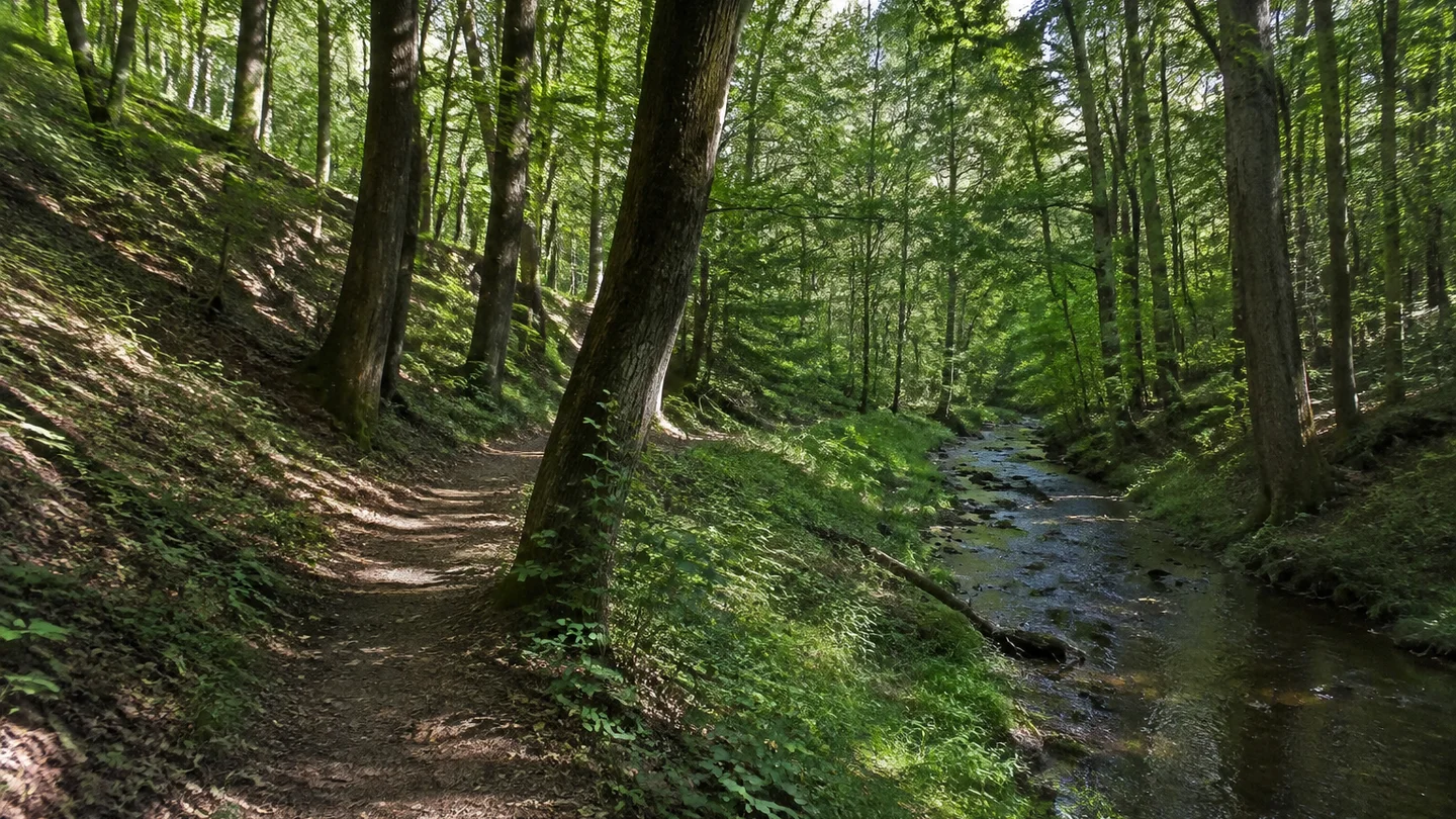 Bautzen: Bautzener Humboldthain: schattiger Laubwaldweg auf niedrigen Hängen über einem schmalen Fluss