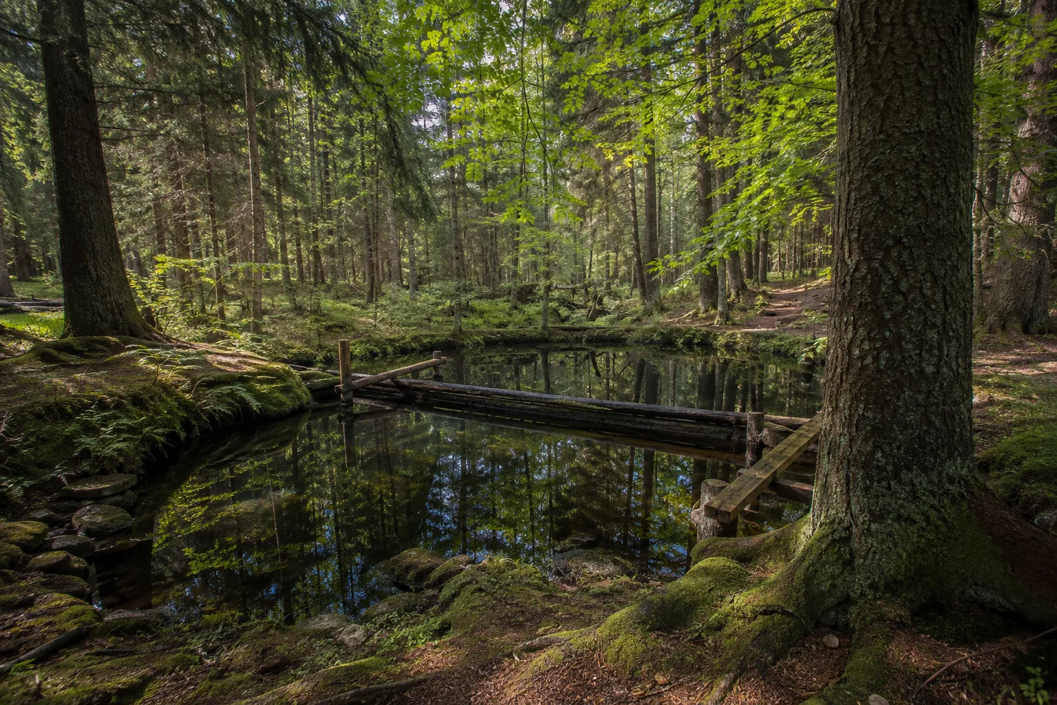 Schwellhäusl: historische Triftklause zwischen mächtigen alten Bergwaldbäumen