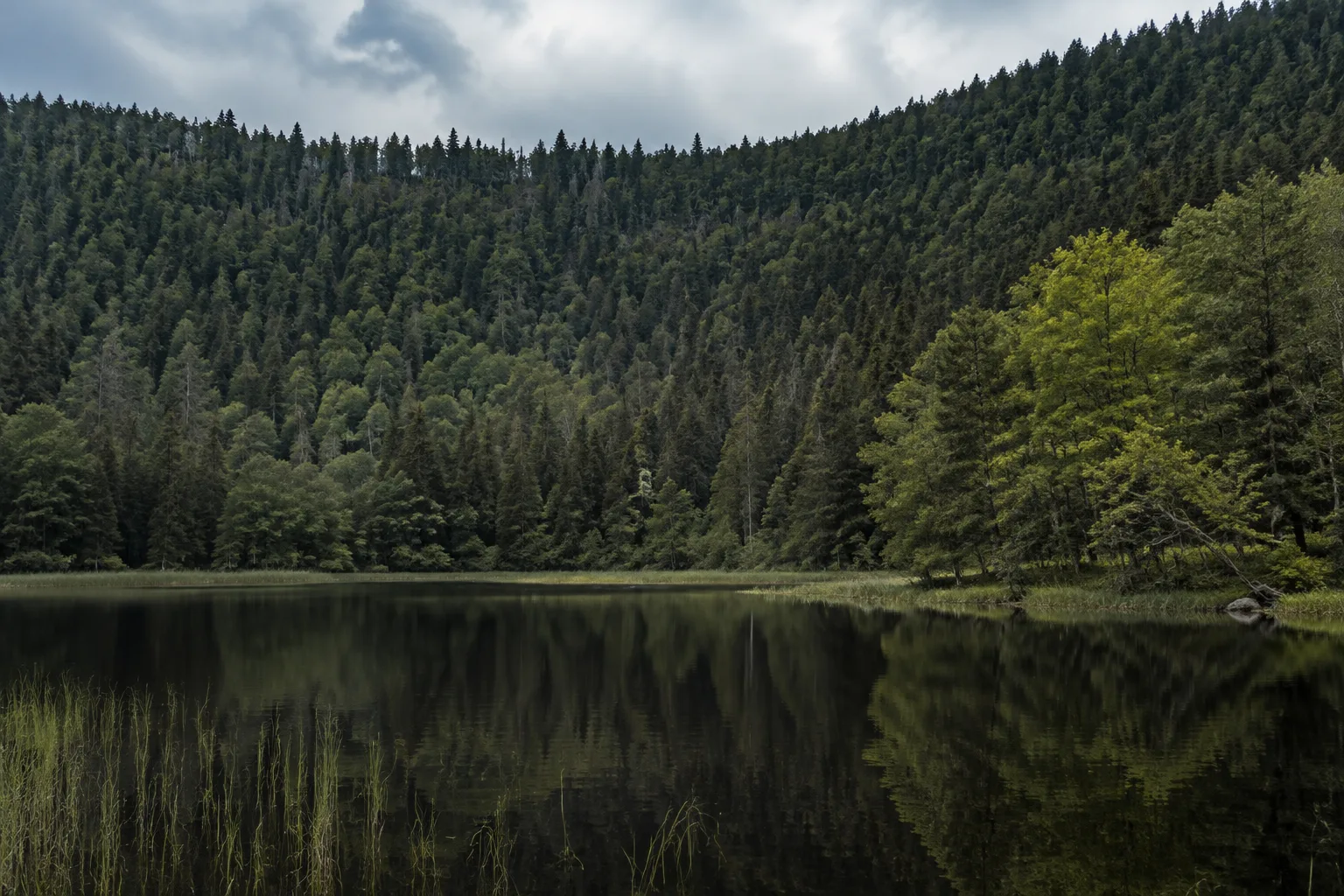 Großer Arbersee: dunkler Karsee unter steiler bewaldeter Seewand