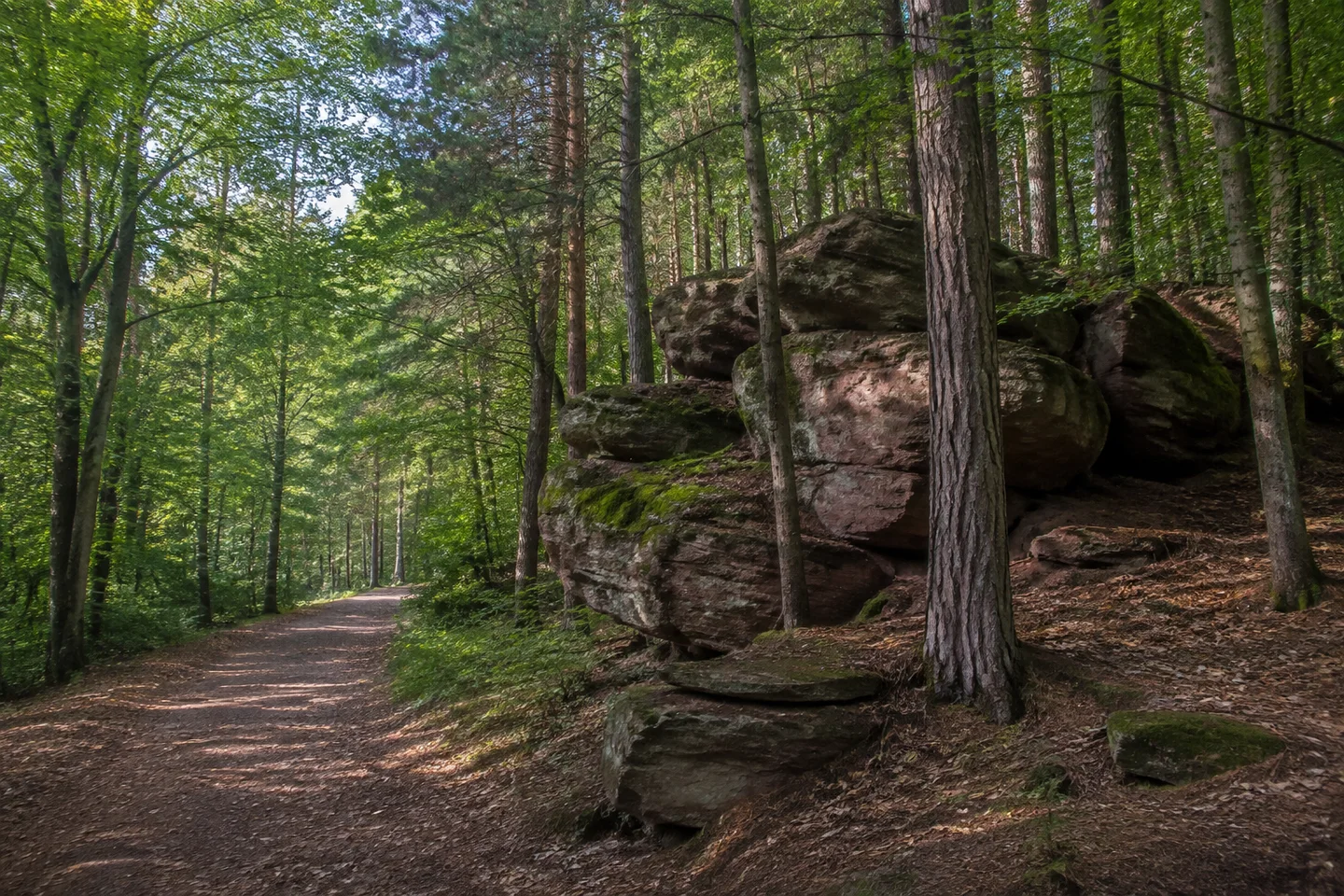 Mischwald im Buchsteinraum westlich Bayreuth, moosige rotbraune Sandsteinblöcke neben breitem Erdweg, Buchen und Kiefern, keine erfundene Höhle.