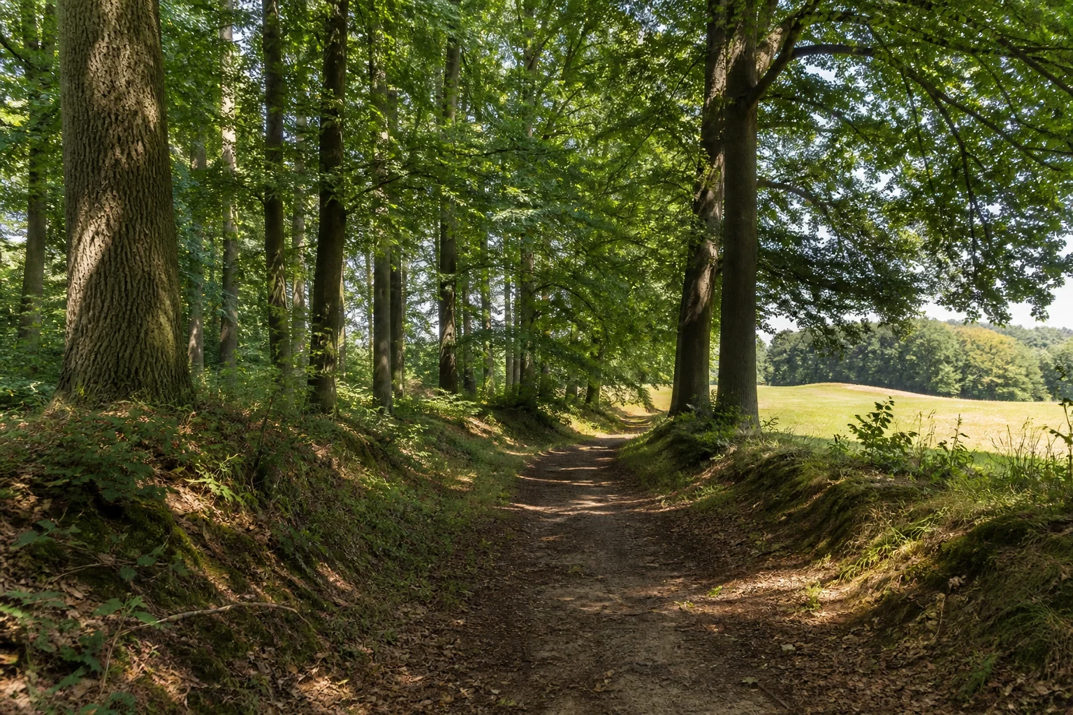 Bedburg-Hau: Alter Waldweg bei Bedburg-Hau