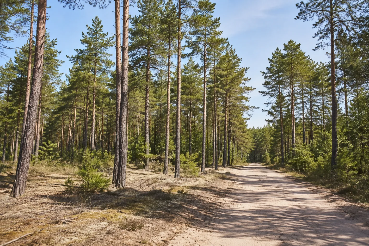 Beelitzer Kiefernwald: hohe Kiefern auf hellem Sandboden neben einem breiten öffentlichen Waldweg