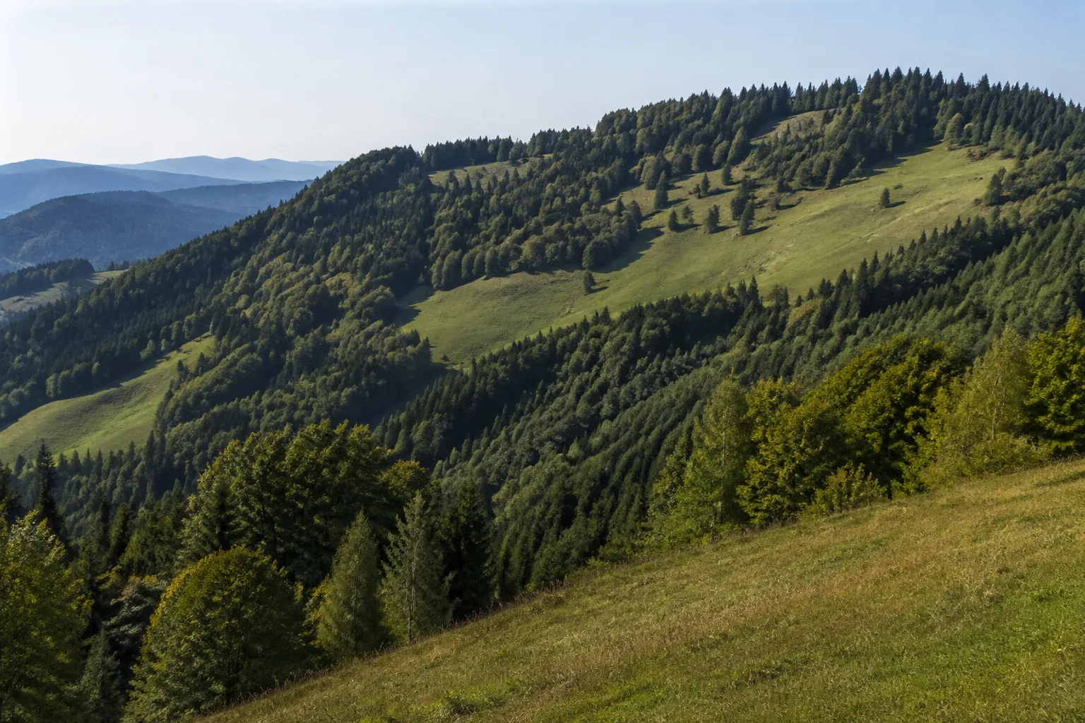 Nordseite bei Wieden: steile Waldhänge und Bergwiesen unter dem Gipfel