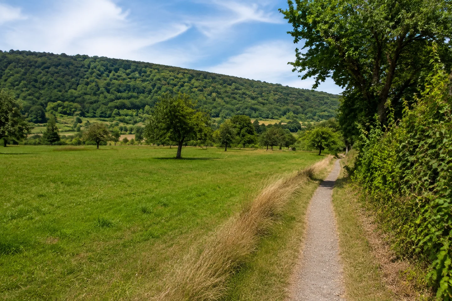 Offene Talwiesen bei Bensheim-Gronau, Obstbäume, schmaler ländlicher Gehweg, sanfte grüne Talflanken und bewaldete Hügel im Hintergrund.