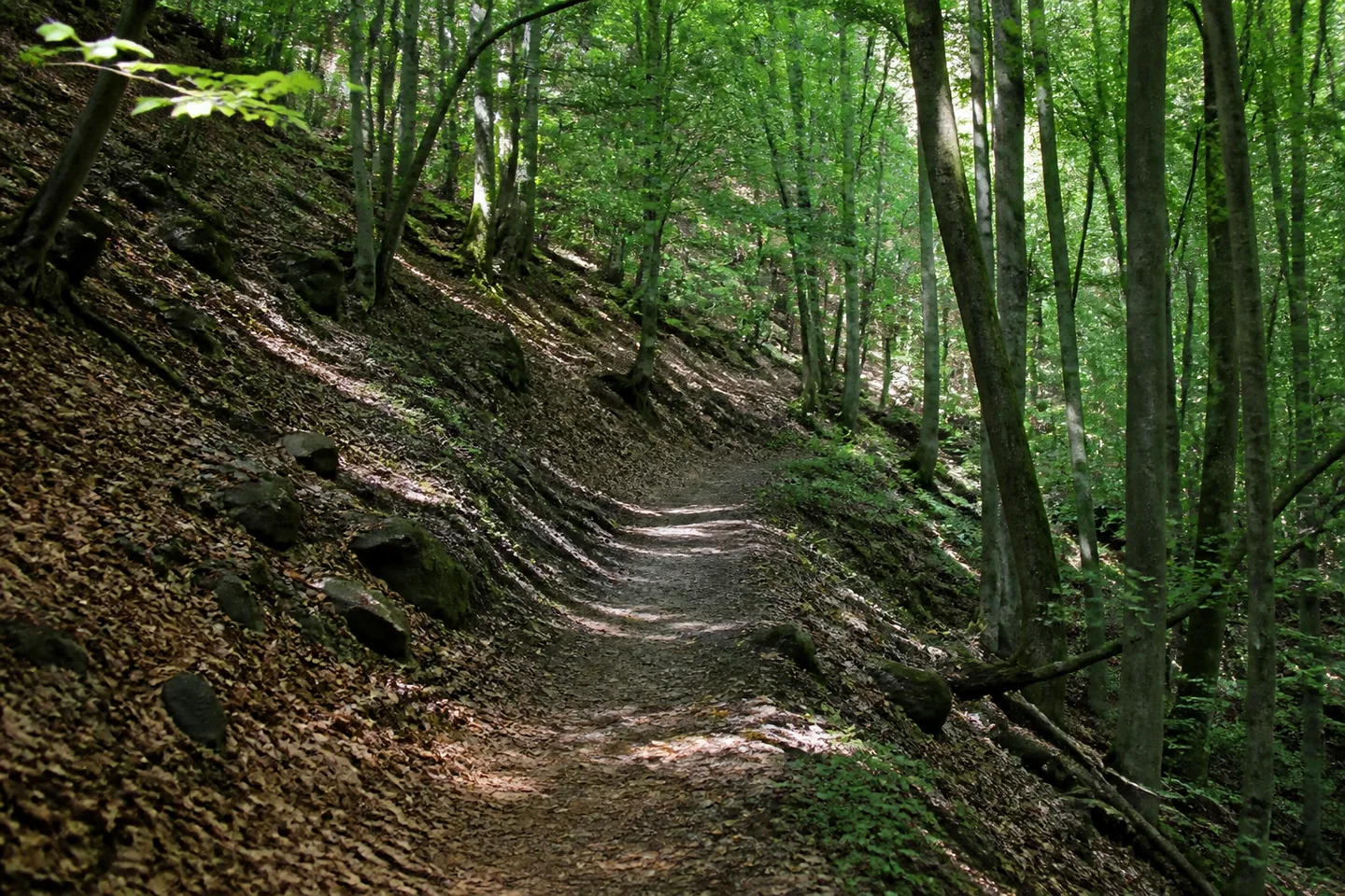 Schattiger Laubwaldweg bei Hochstädten in einem engen bewaldeten Odenwaldtal, Buchenstämme, Laubstreu und kleine dunkle Felsstücke am Wegrand.