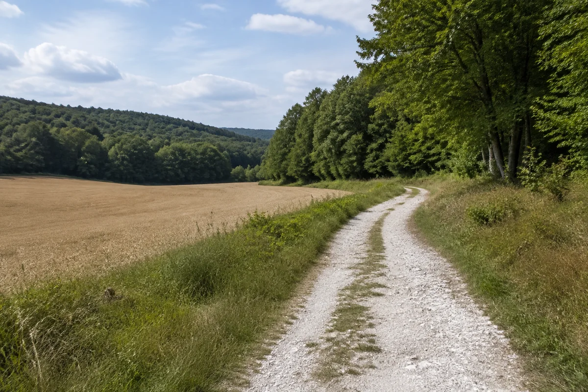Leicht welliges Ackerland und Buchenmischwald bei Rechberg östlich von Beratzhausen, heller kalkiger Weg.