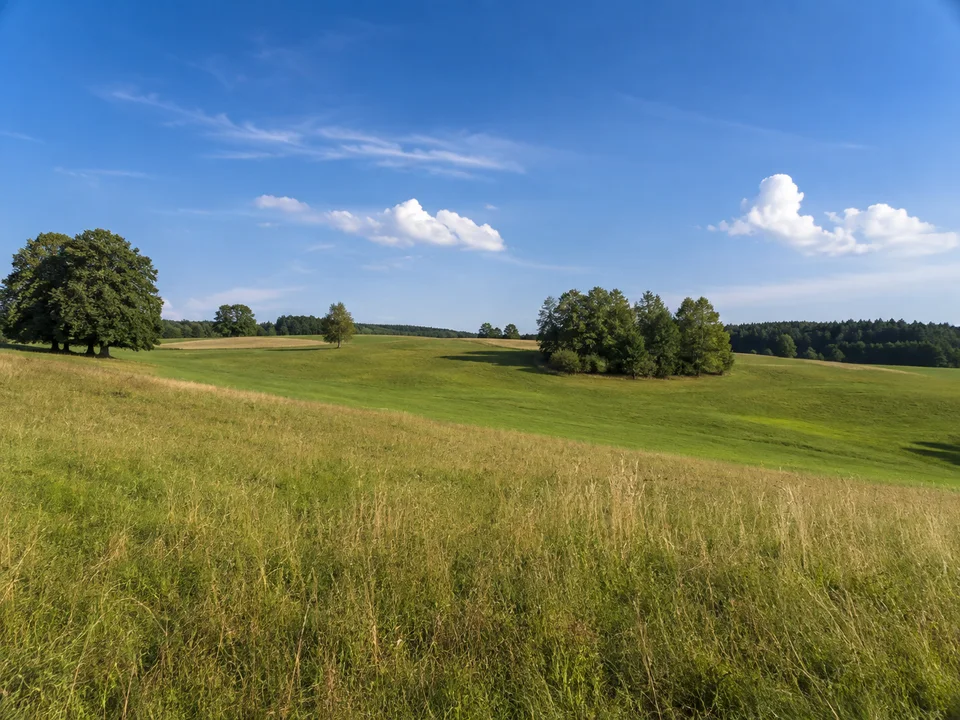 Höhenrain bei Berg: breite offene Feld- und Wiesenlandschaft auf sanfter Moränenhochfläche, einzelne Baumgruppen