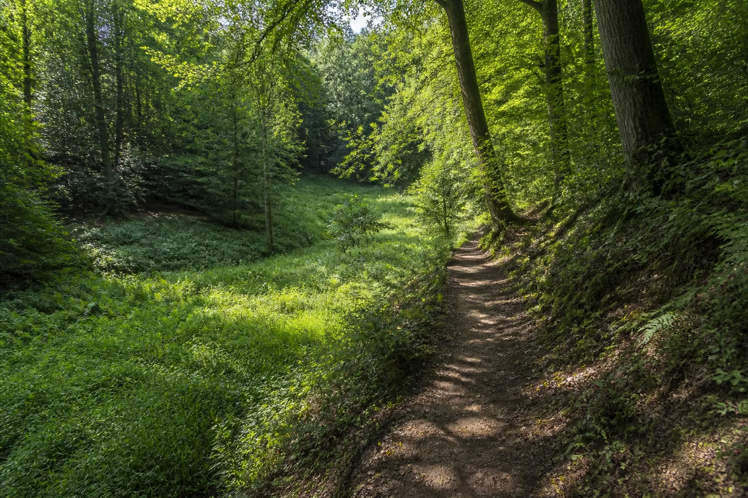 Schmaler Waldweg im Milchborntal bei Bensberg