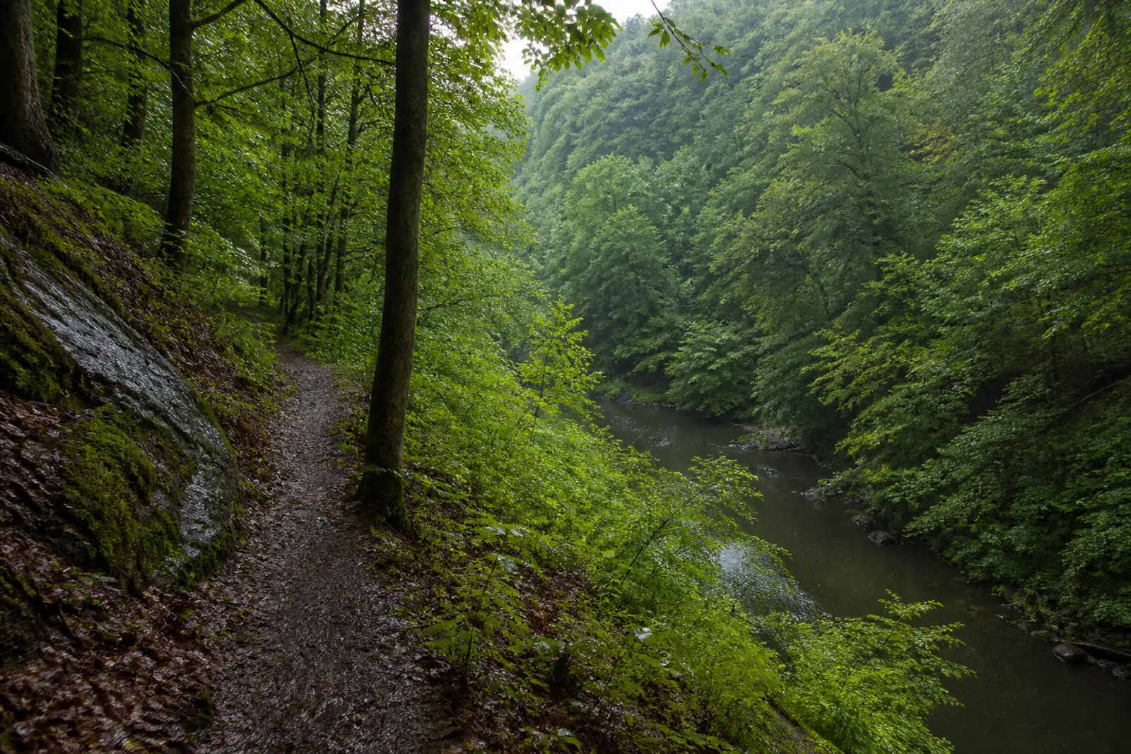 Bergisches Land mit bewaldetem Wuppertal und natürlichem Hangweg