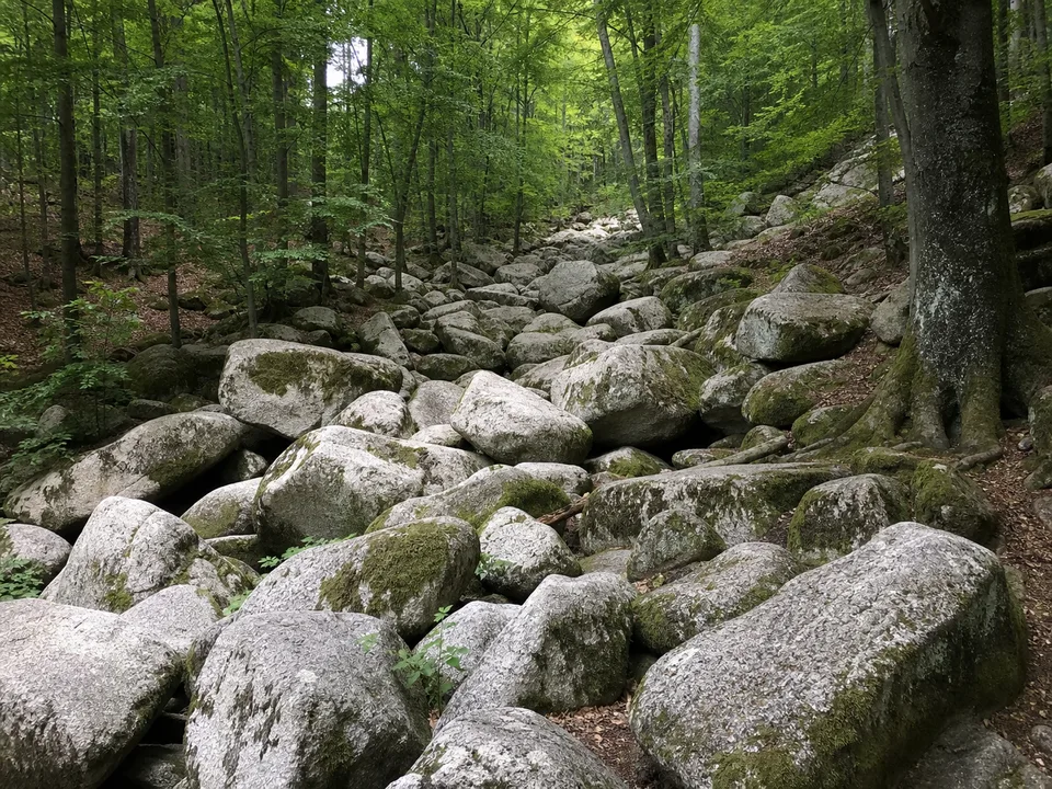 Felsenmeer: großer Blockstrom aus hellem Granit im Buchenwald