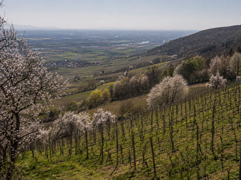 Bergsträßer Blütenhang: Weinreben und blühende Mandelbäume am warmen Westhang