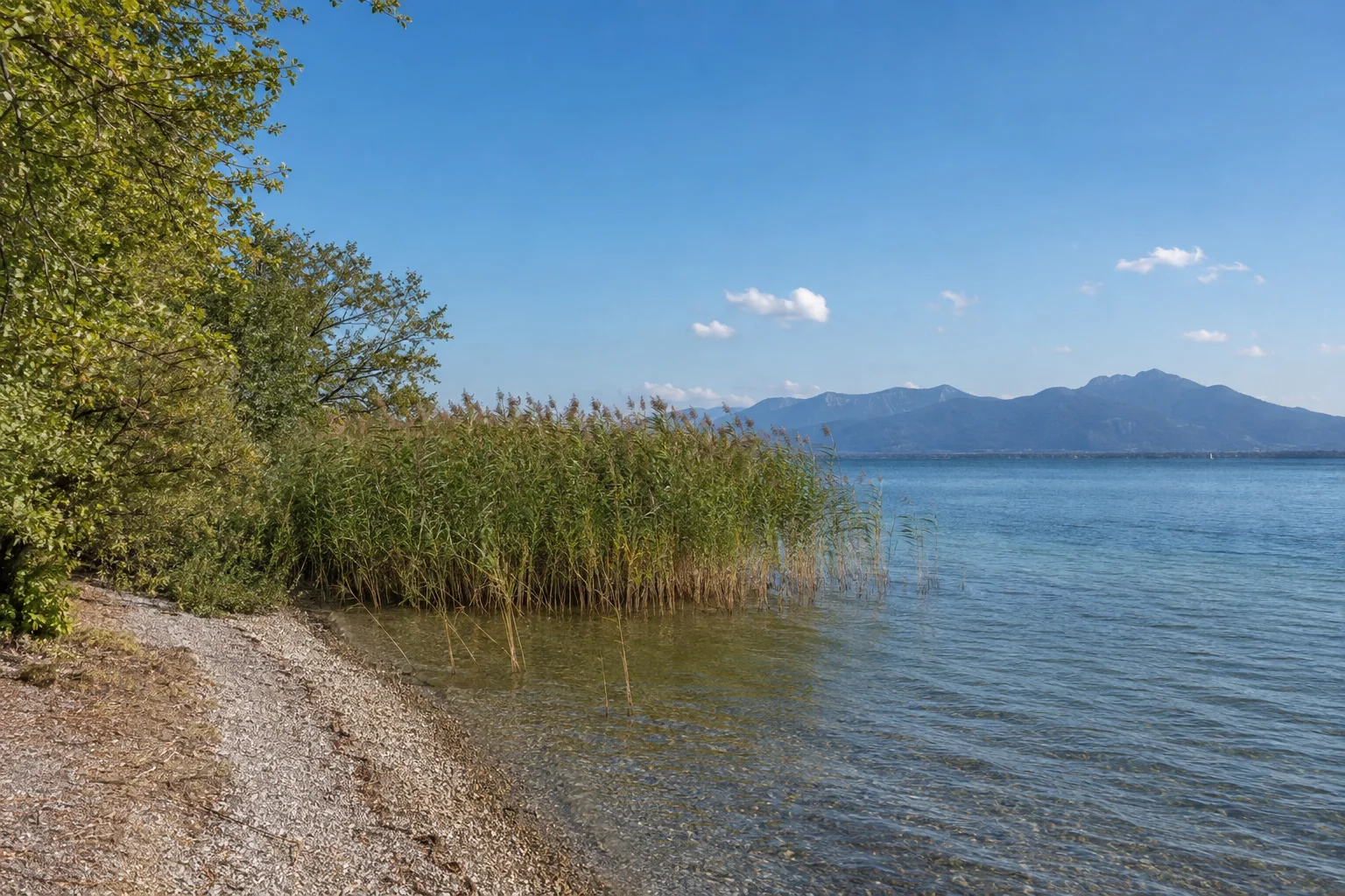 Bernau-Felden: Kiesufer am weiten blauen Chiemsee mit Schilf und Laubgehölzen