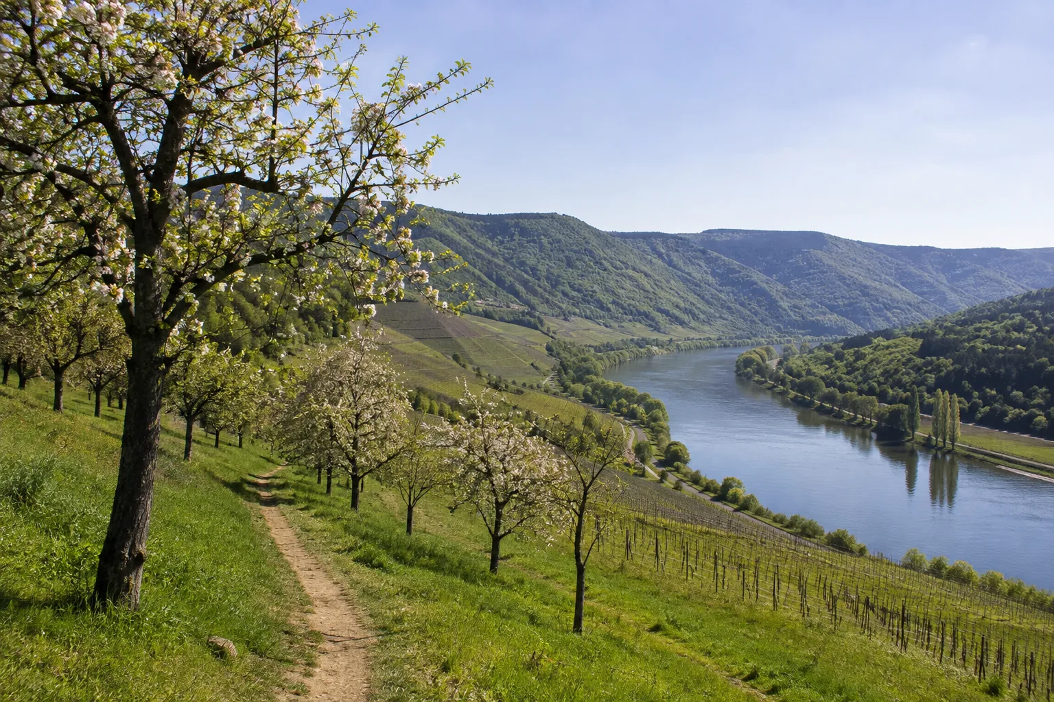 Moselburgen: bewaldete Burghöhe über dem Tal