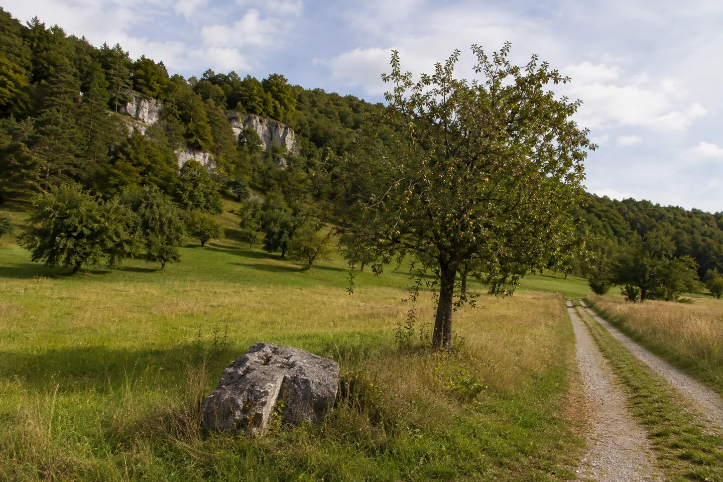 Offene Obstwiese bei Stierberg unter bewaldetem Kalkhang, einzelner Apfelbaum am Feldweg, grauer Jurastein am Wegsaum und spätsommerliches Gras.