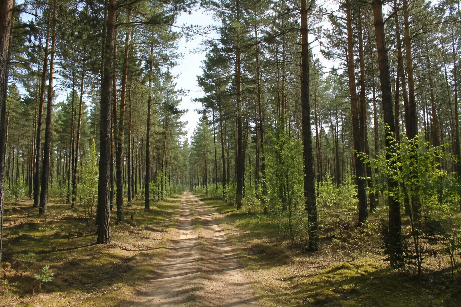 Flacher Kiefernwald entlang des Bahnzugangs.