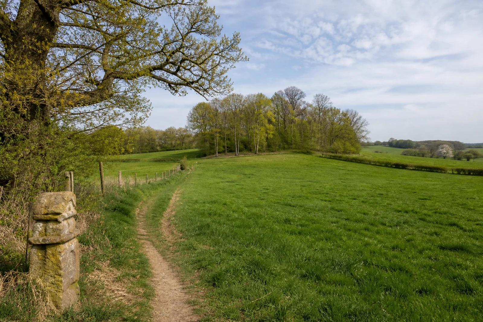 Buchenwald und Hohlweg am Ludgerusweg